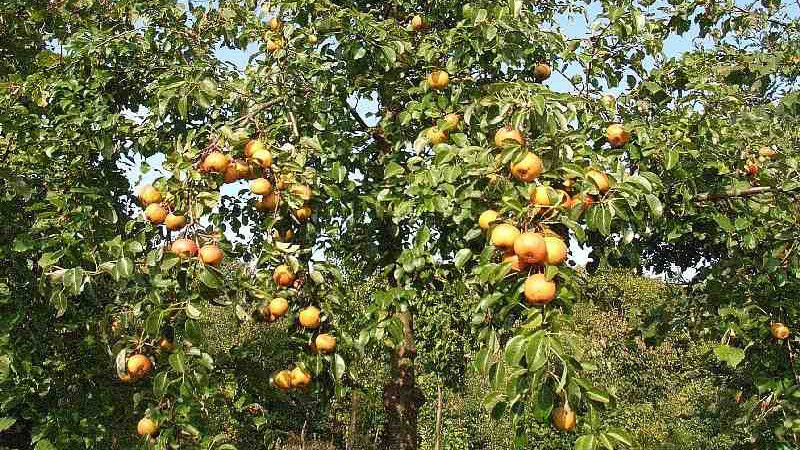 Das Bild zeigt einen Wildbirnenbaum mit Früchten