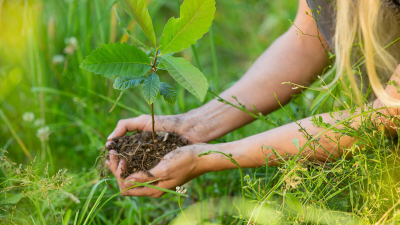 Esskastanien Jungpflanze Das Bild zeigt eine Esskastanien Jungpflanze in den Händen einer Pflanzerin