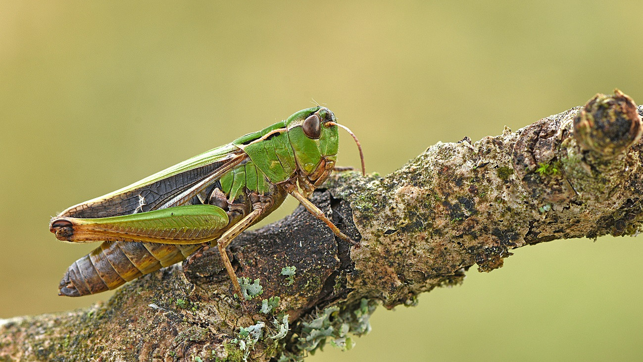 Heidegrashüpfer Heidegrashüpfer