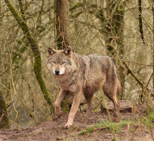 wolf Das Bild zeigt: Wolf im Herbstwald