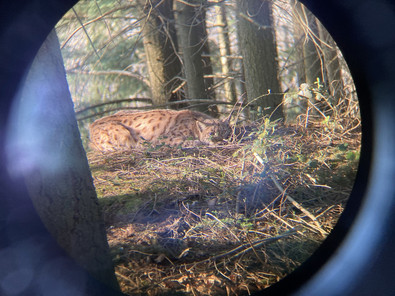 Das Foto zeigt den Luchs auf einem Felsen.