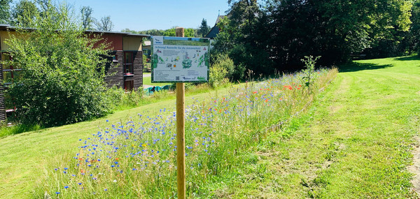 Wildblumenwiese Das Bild zeigt: Wildblumenwiese