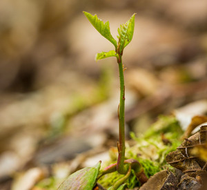 Keimling Ein Eichenkeimling keimt aus einer Eichel am Waldboden.