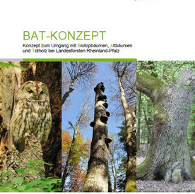 BAT-KONZEPT - Konzept zum Umgang mit Biotopbäumen, Altbäumen und Totholz bei Landesforsten Rheinland-Pfalz