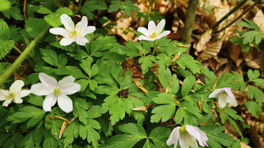 Busch-Windröschen (Anemone nemorosa)