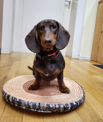 Bürohund Hermine
