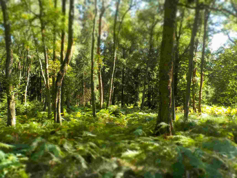 Sonnendurchfluteter, grüner, sommerlicher Mischwald mit Adlerfarn darunter.