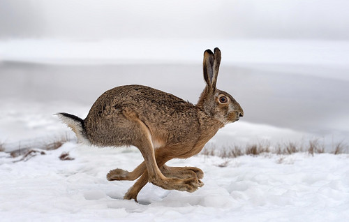 Das Bild zeigt einen flüchtenden Feldhase im Schnee.