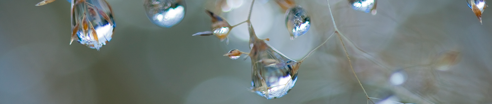 Das Bild zeigt: Wassertropfen an Grashalmen