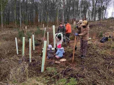 Die Pflanzen werden mit Tubex-Schutzhüllen gegen Wildverbiss geschützt Das Bild zeigt Personen bei einer Pflanzaktion, Tubex-Schutzhüllen werden um die frisch gepflanzten Bäume gesetzt