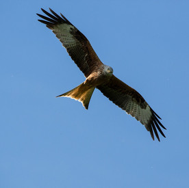 Rotmilan Das Bild zeigt: Fliegender Rotmilan
