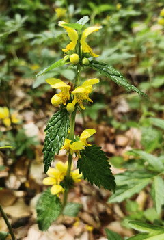 Goldnessel (Lamium galeobdolon agg.)