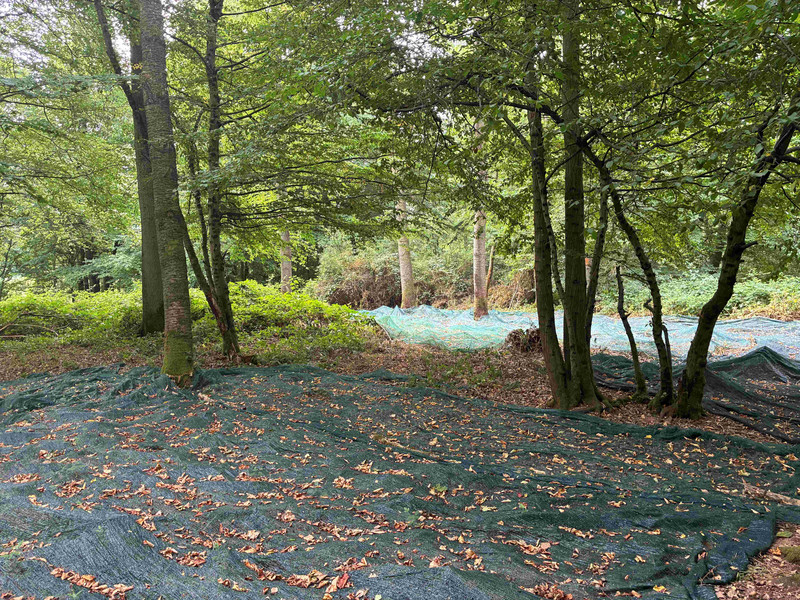 Das Bild zeigt ausgelegte Netze in einem Waldbestand