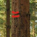 Rückegassenmarkierung am Baum, waagrechter Doppelstrich, rot