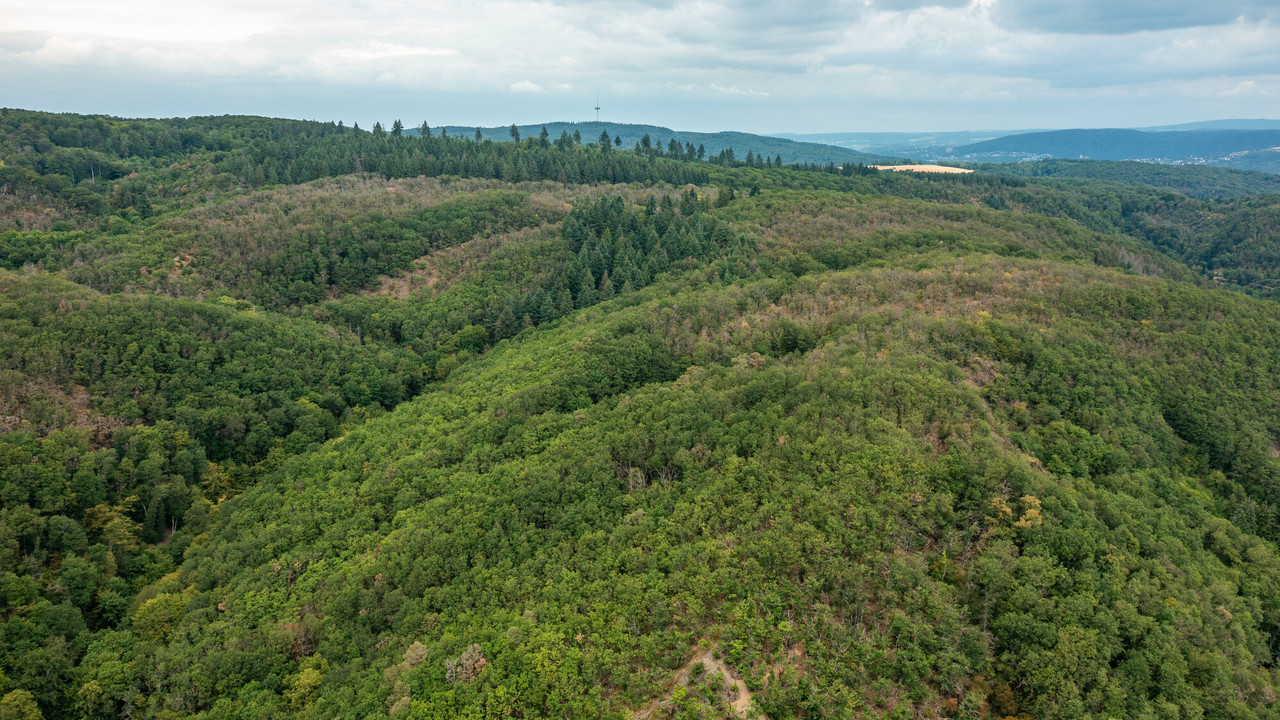 Bewaldete Hügel im Mittelgebirge mit vertrockneten Bäumen aufgrund von Trocknisstress.
