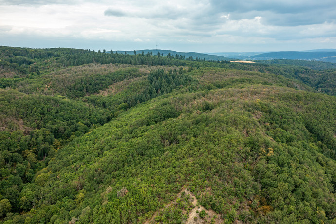 Bewaldete Hügel im Mittelgebirge mit vertrockneten Bäumen aufgrund von Trocknisstress.