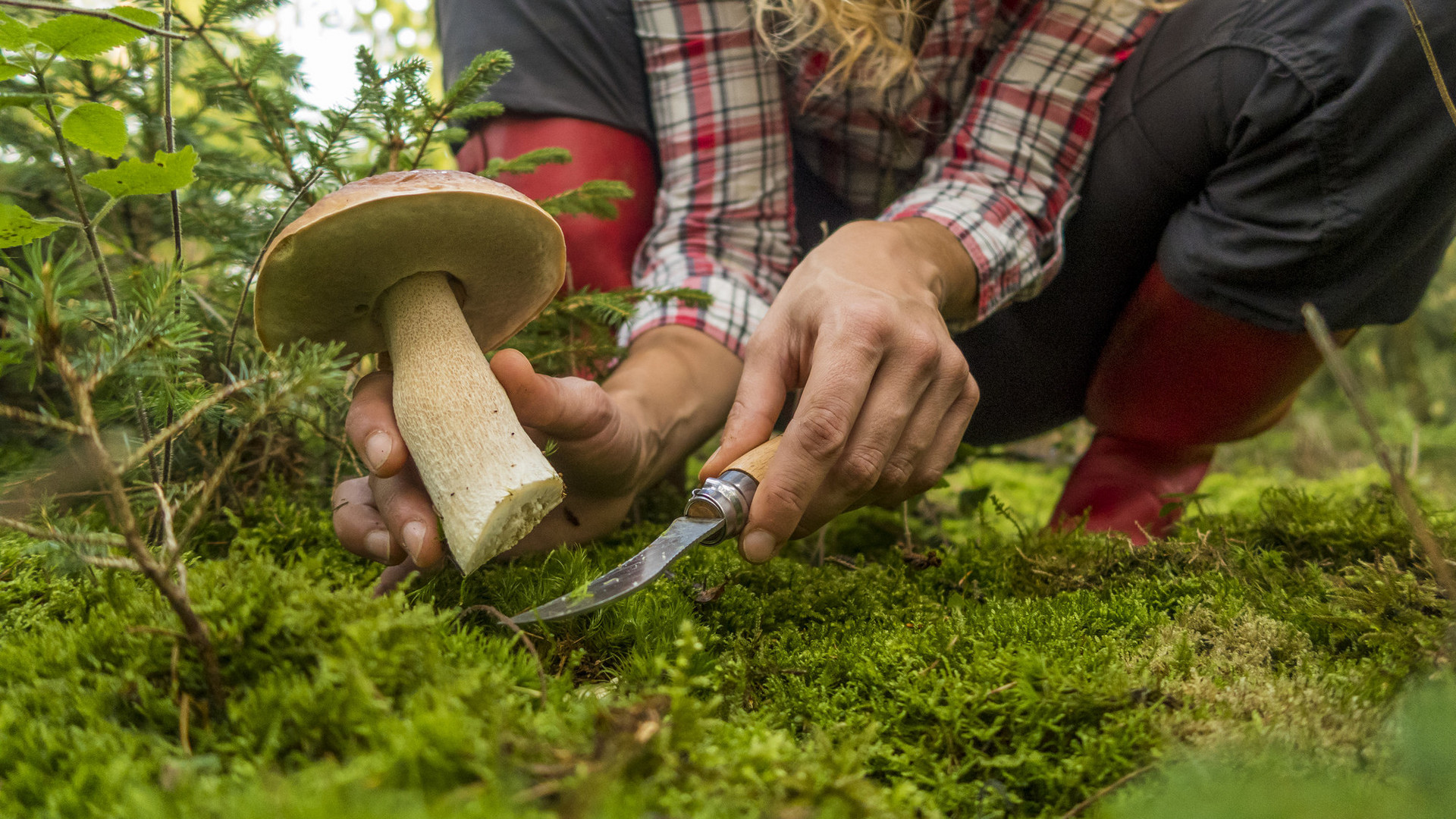 Das Bild zeigt: zwei Hände, die einen Pilz im Wald mit einem Pilzmesser abschneiden