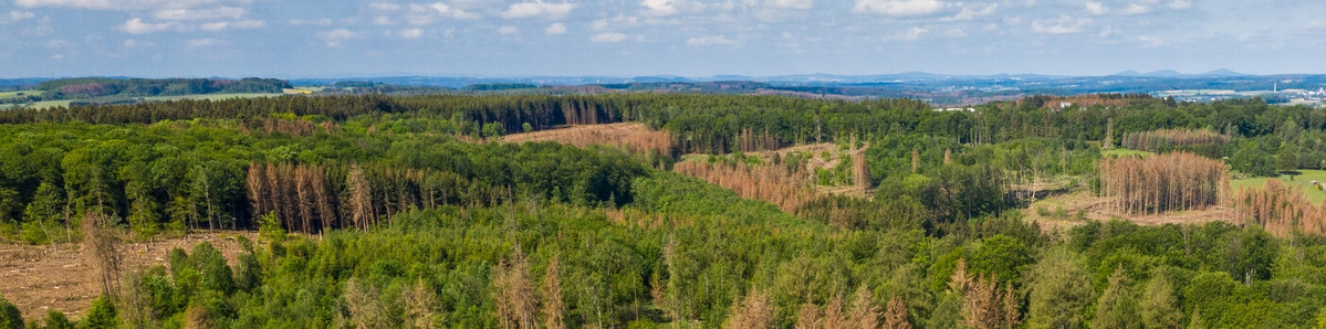 Wald im Klimawandel