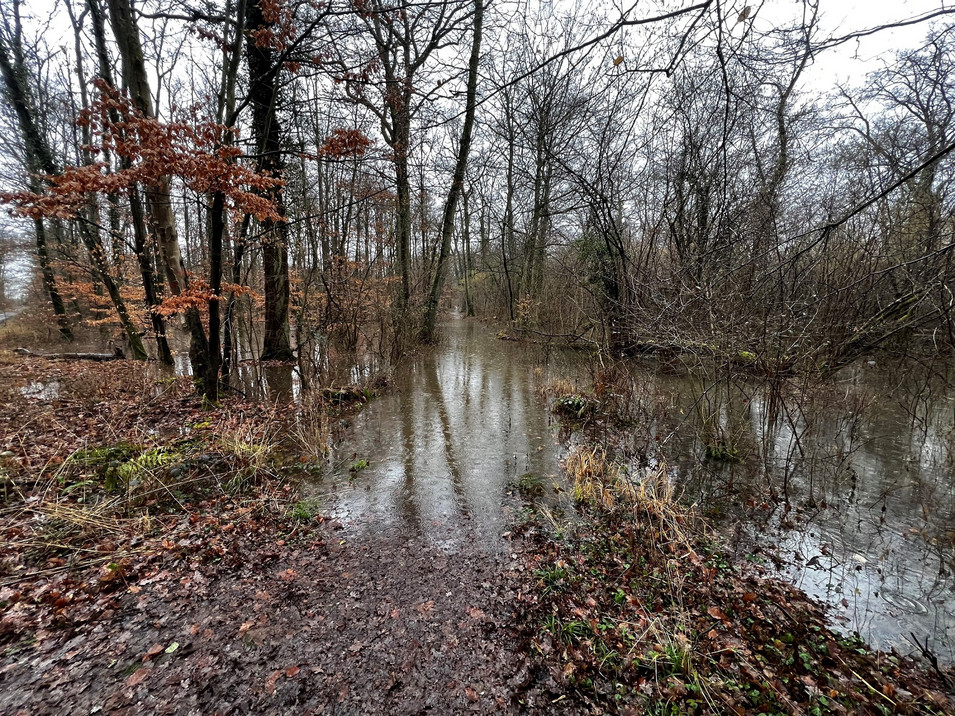 Waldbewässerung in Offenbach