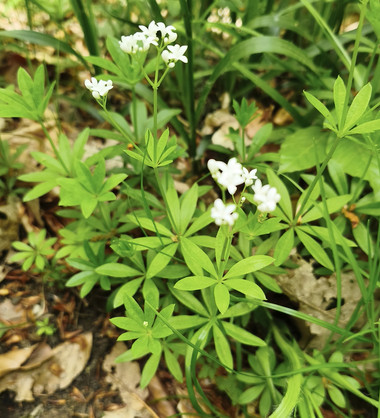 Waldmeister