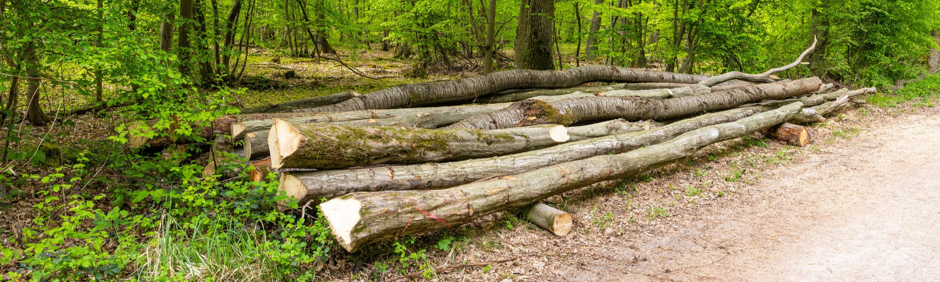 Brennholz liegt als Langholz auf einem Stapel am Waldweg