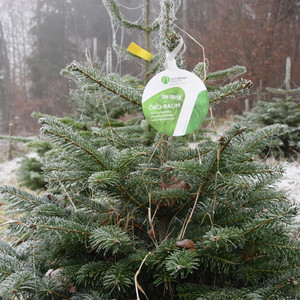 Weihnachtsbaum mit Fair-Trees Zertifizierung