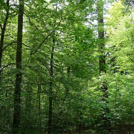 Verschiedene Baumarten in verschiedenen Waldphasen in einem Waldort