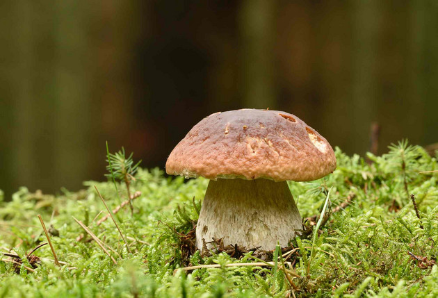 „Ab in die Pilze“ – Entdecken Sie die faszinierende Welt der Pilze im Herbst „Ab in die Pilze“ – Entdecken Sie die faszinierende Welt der Pilze im Herbst