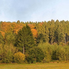 Waldrand Das Bild zeigt einen Waldrand im Herbst.