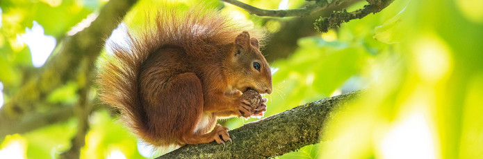 Das Bild zeigt ein Eichhörnchen knabbert an einer Nuss