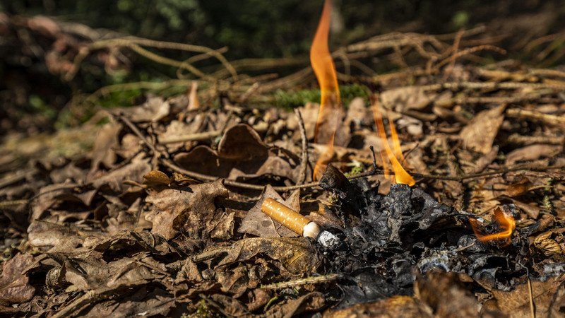 Das Bild zeigt eine weggeworfene Zigarette, die einen Waldbrand entzündet