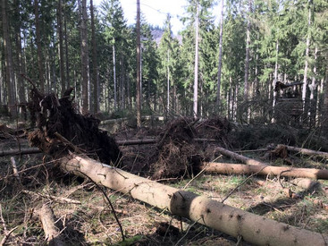Schäden, die das Sturmtief Eberhard im Stadtwald Adenau am 11. März 2019 verursacht hat 