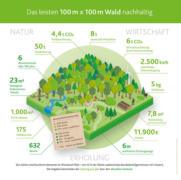 Das leisten 100 mal 100 Meter Wald nachhaltig