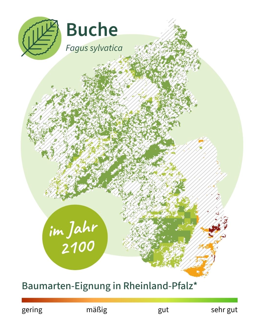 Buche 2100 Die Grafik zeigt, dass die Buche im Jahr 2100 nach aktuellen Hochrechnungen fast überall in RLP noch klimatisch geeignet sein wird. Nur im Rheingraben könnte sie Schwierigkeiten bekommen.