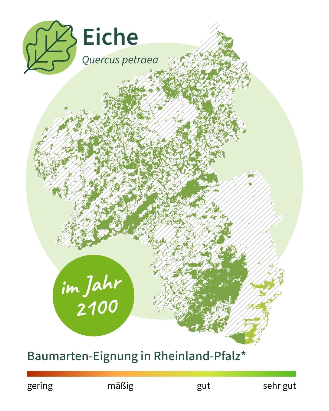 Eiche 2100 Die Karte zeigt, dass die Eiche im Jahr 2100 nach aktuellen Hochrechnungen überall in RLP noch geeignet sein wird.