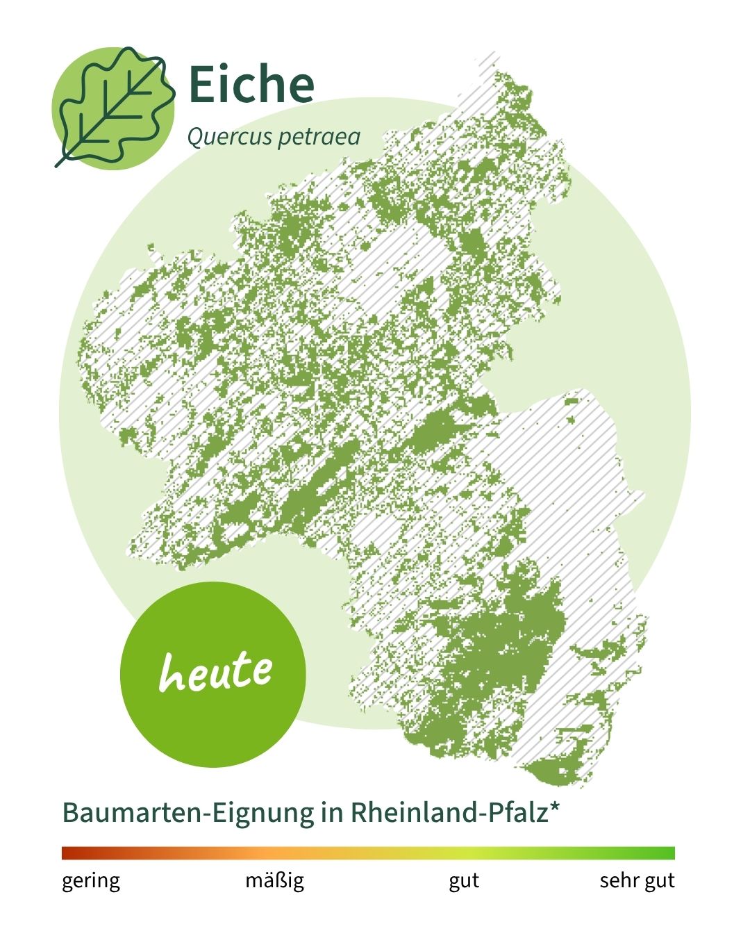 Eiche heute Die Karte zeigt, dass die Eiche heute überall in RLP klimatisch geeignet ist.