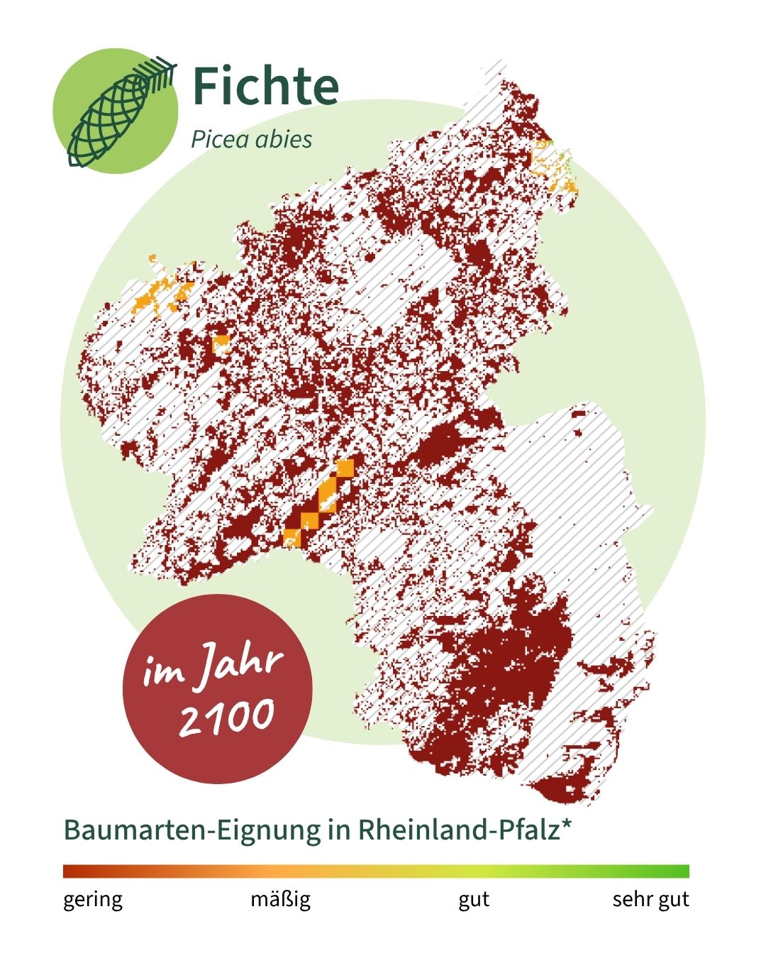 Fichte 2100 Die Grafik zeigt, dass die Fichte 20100 nach aktuellen Hochrechnungen nirgends in RLP mehr klimatisch geeignet sein wird.