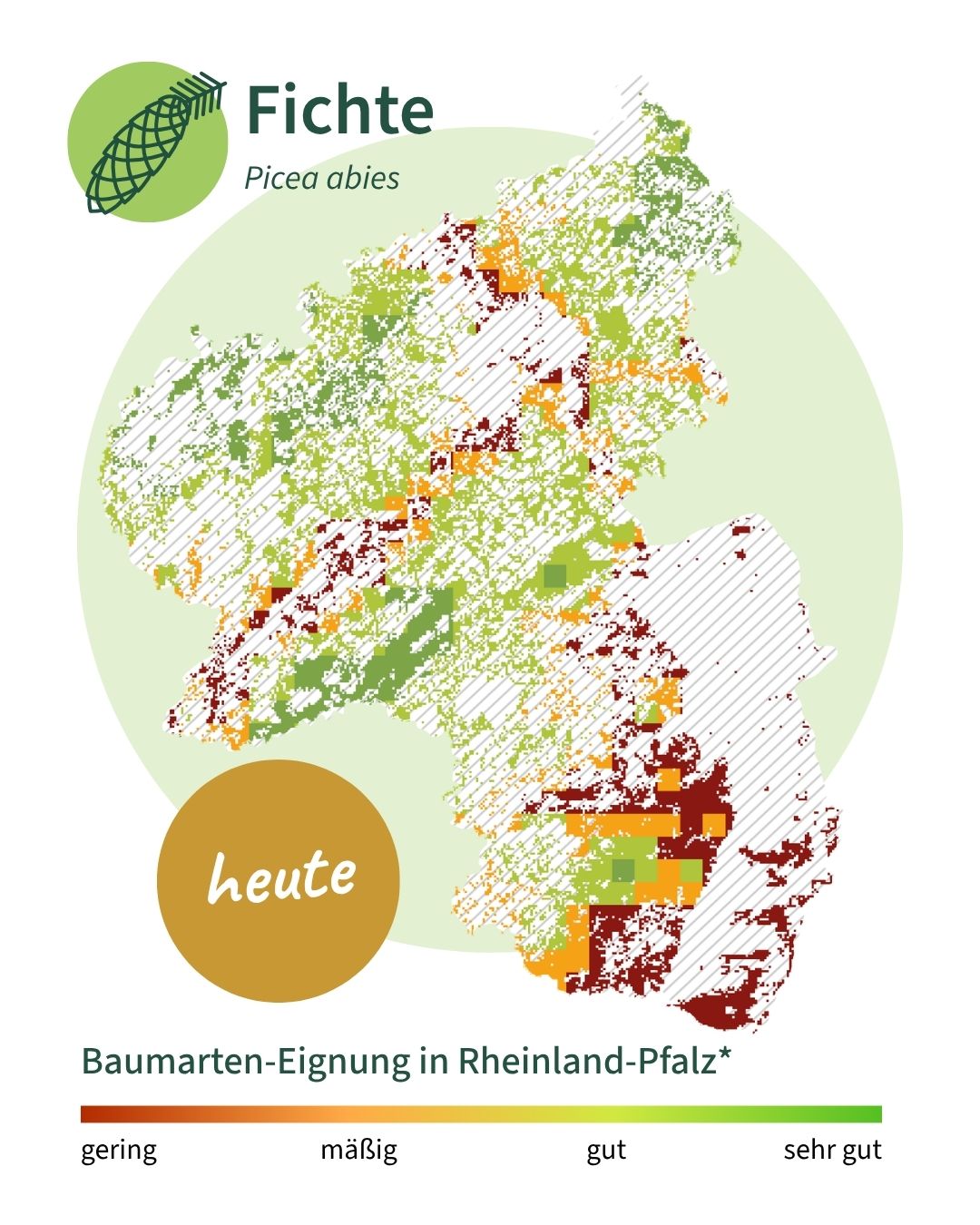 Fichte heute Die Karte zeigt, dass die Fichte heute in RLp noch in allen Mittelgebirgen geeignet ist. In wärmebegünstigten Regionen ist sie bereits heute nicht geeignet.