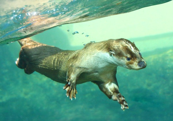Fischotter sind hervorragende Schwimmer Das Bild zeigt einen Fischotter in seinem natürlichen Element, dem Wassser.