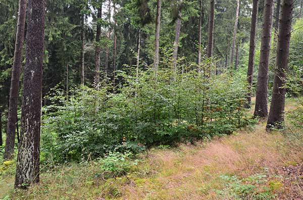 Waldumbau zum naturnahen und stabilen Mischwald durch Vorausverjüngung mit Buche
