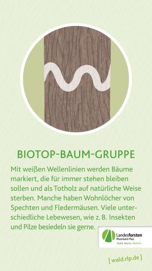 Biotopbaum-Gruppe