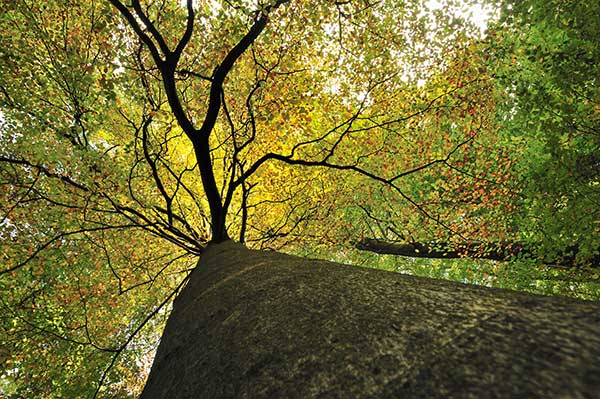Die Rotbuche ist die "Mutter des Waldes" in Rheinland-Pfalz