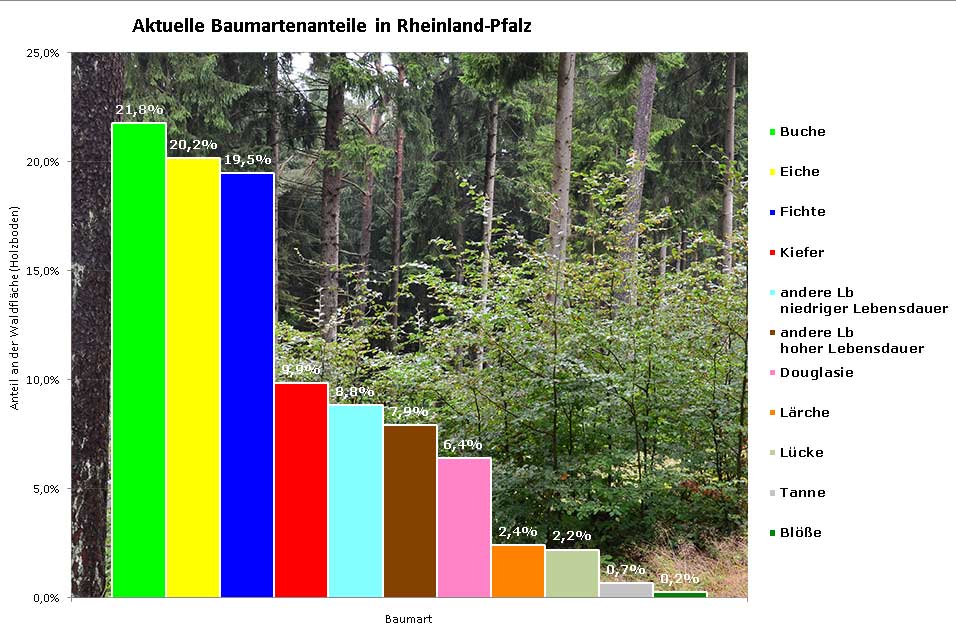 Aktuelle Baumartenanteile in Rheinland-Pfalz: Buche 21,8 Prozent, Eiche 20,2 Prozent, Fichte 19,5 Prozent, Kiefer 9,9 Prozent, andere Laubhölzer niedrigerer Lebensdauer 8,8 Prozent, andere Laubhölzer höherer Lebensdauer 7,9 ProzentDouglasie 2,4 Prozent, Lärche 2,4 Prozent und Tanne 0,7 Prozent.
