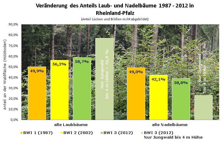Anteil an der Waldfläche (Holzboden) im Vergleich der drei Bundeswaldinventuren. Anteil der Lücken und Blößen wurde in der Grafik nicht berücksichtigt