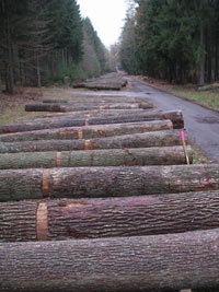 So bietet Landesforsten Rheinland-Pfalz hochwertiges Eichenstammholz an: Sorgfältig ausgewählt, übersichtlich geordnet und am LKW-befahrbaren Waldweg einzelstammweise gelagert.