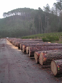 Hochwertiges Stammholz der Waldkiefer aus dem Pfälzerwald (Dahner Felsenland) wird hier auf einem Submissionsplatz angeboten.