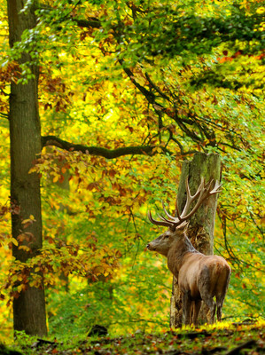 Rothirsch im Herbstwald