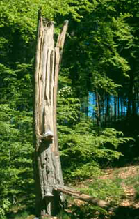 Stehendes Totholz ist biologisch besonders wertvoll