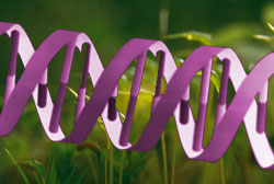 DNA Doppelhelix (schematische Darstellung)