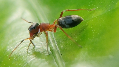Ameisenspinne